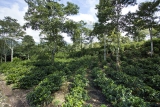 Bij Aquiares in Costa Rica, een model voor koolstofnegativiteit door middel van agroforestryDaily Coffee News door Roast Magazine